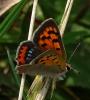 Lycaena phlaeas